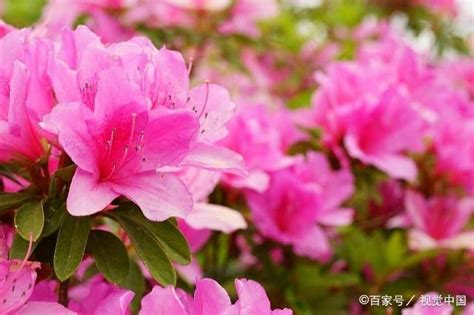 家裡種杜鵑花好嗎|室內杜鵑花種植技巧